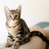 Photo of Aurora
