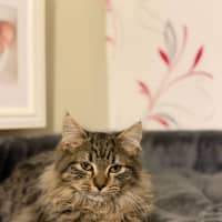 Photo of Hakuna
