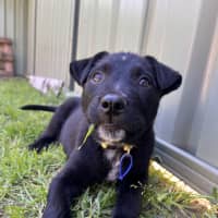 Photo of Leo   8 Week Old Wolfhound X
