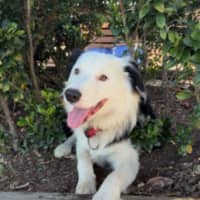 Photo of Oreo