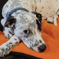 Photo of Teddy   6 Month Old Cattle Dog X