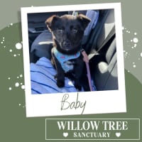 Photo of Baby