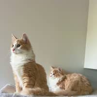 Photo of Tommy & Jerry