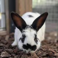 Photo of Mellow Man Ace