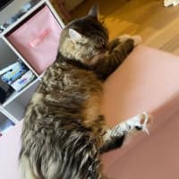 Photo of Diva