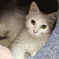 Photo of Willow