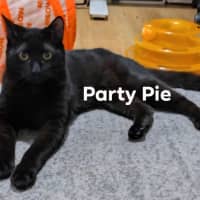 Photo of Party Pie