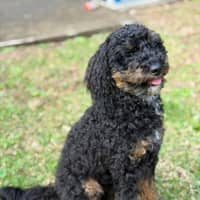 Photo of Teddy