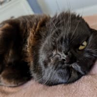 Photo of Ronnie ** Mr Snuggles**