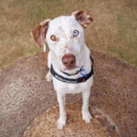 Photo of Dozer   3 Year Old Pointer X