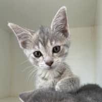 Photo of Missy