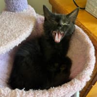 Photo of Monkey 🐒💙 *9 Lives Project Rescue*