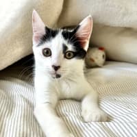 Photo of Pebbles 