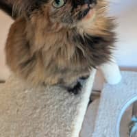 Photo of Bella