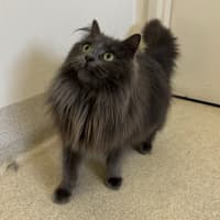 Photo of Tink