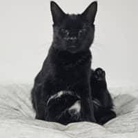 Photo of Harper