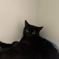 Photo of Onyx