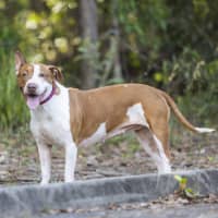 Photo of Rockin' Roxy