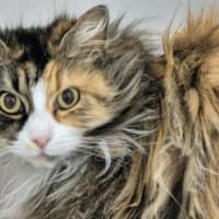 Photo of Milly