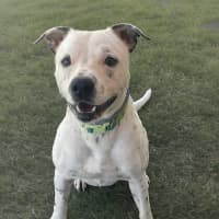 Photo of Kaos (4273)