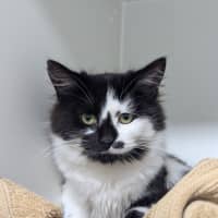 Photo of Chip