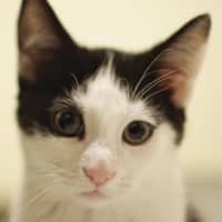 Photo of Oreo