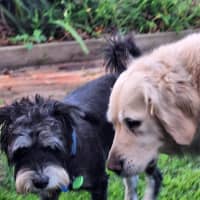 Photo of Rufus