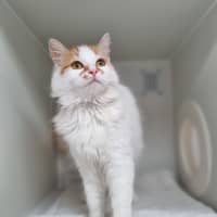 Photo of Pancake
