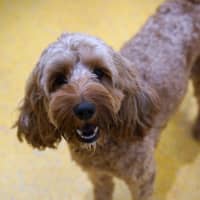 Photo of Ruby