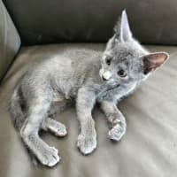 Photo of Merlin