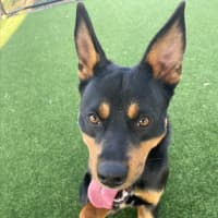 Photo of Matty Imp 1507