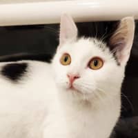 Photo of Pixie