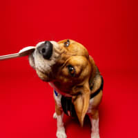 Photo of Hart   4 Year Old Beagle