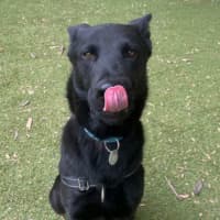 Photo of Toby