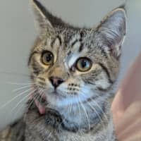 Photo of Wasabi
