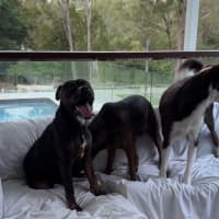 Photo of Roger *$250 Adoption Fee*