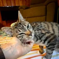 Photo of Fish   Located In Brunswick West