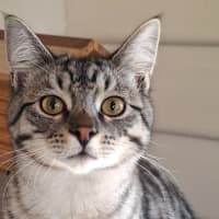Photo of Tinsel