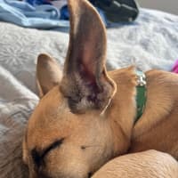 Photo of Humphrey (Nugget)