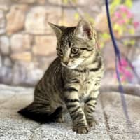 Photo of Captain Frankie (Located In Templestowe)