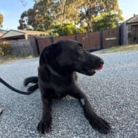 Photo of Bailey