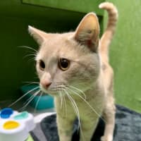 Photo of Jingle