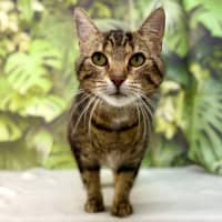 Photo of Abby   Located In Preston