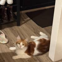 Photo of Nemo