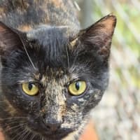 Photo of Sombra