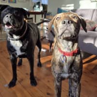 Photo of Buzz   9 Month Old Mixed Breed