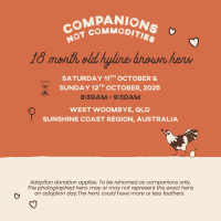 Photo of Rescue Hens