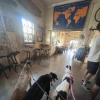 Photo of Sakura, The Greyound