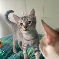 Photo of Mochi