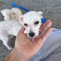 Photo of Molly